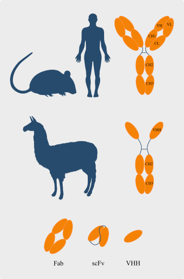 Species Antibodies